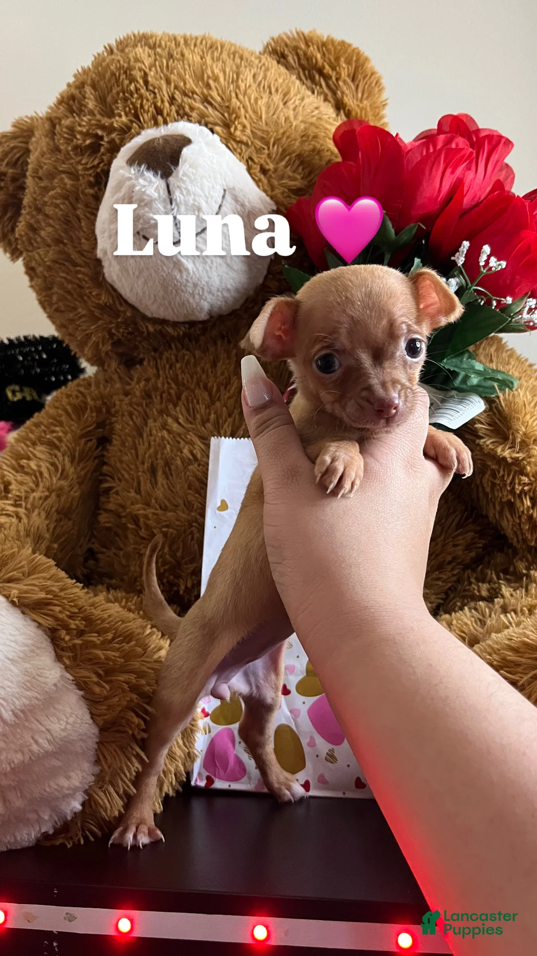 Chihuahua dogs for sale: Chihuahua Puppy 1 - Ad 1