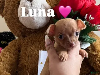 Chihuahua dogs Chihuahua Puppy 1 - Ad 37