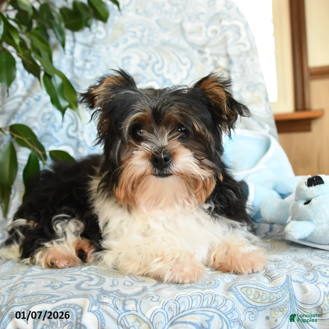 Yorkshire Terrier dogs for sale: Domino - Ad 3
