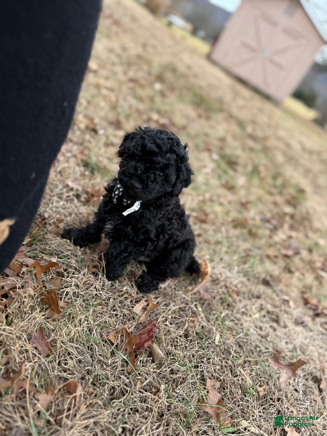Toy Poodle dogs for sale: Dash - Ad 1
