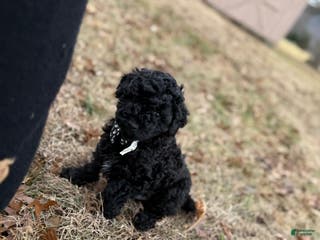 Toy Poodle dogs Dash - Ad 5