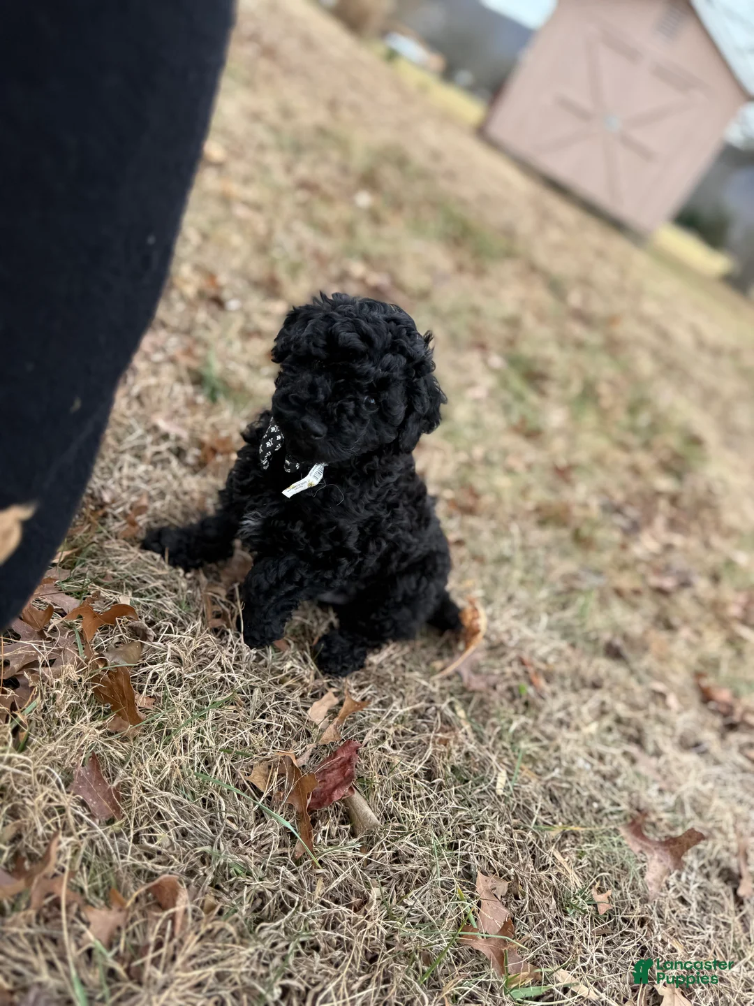 Toy Poodle dogs for sale: Dash - Ad 1