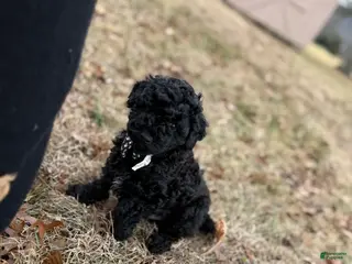 Toy Poodle dogs Dash - Ad 5