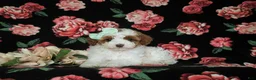 Miniature Poodle dogs for sale: Maricel - Ad 5