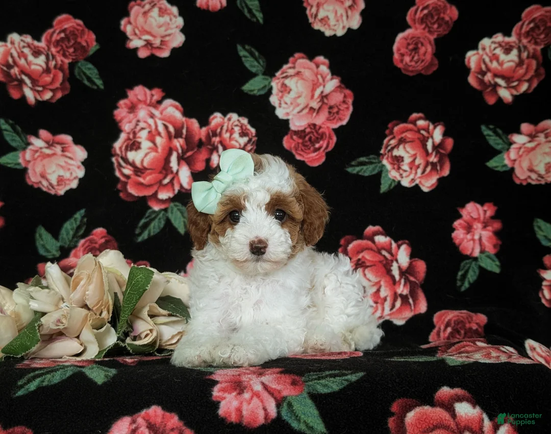 Miniature Poodle dogs for sale: Maricel - Ad 5