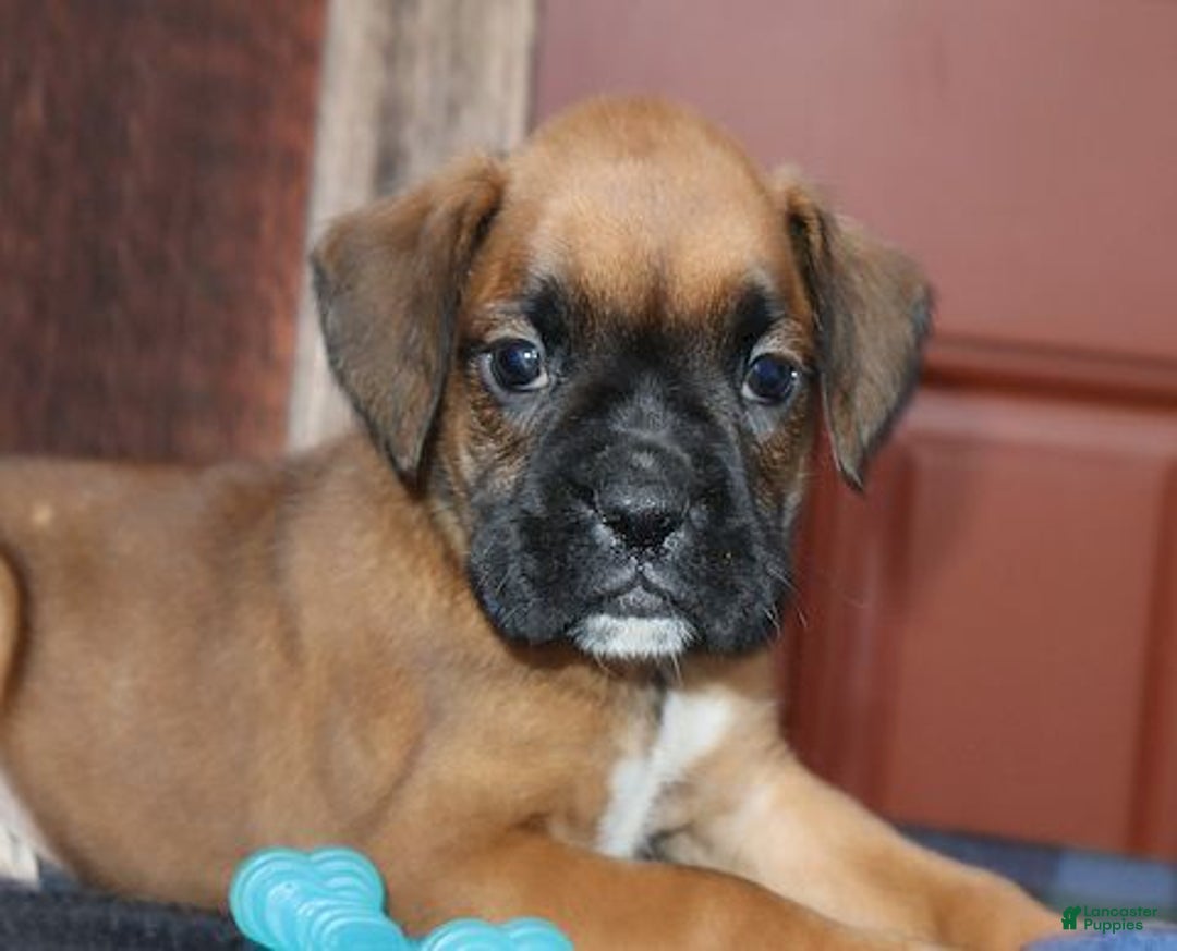 Boxer dogs for sale: Ivy - Champ lines - Ad 2