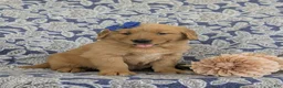 Golden Retriever dogs for sale: Makena - Ad 3
