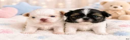 Shih Tzu dogs for sale: Minnie’s girl - Ad 6