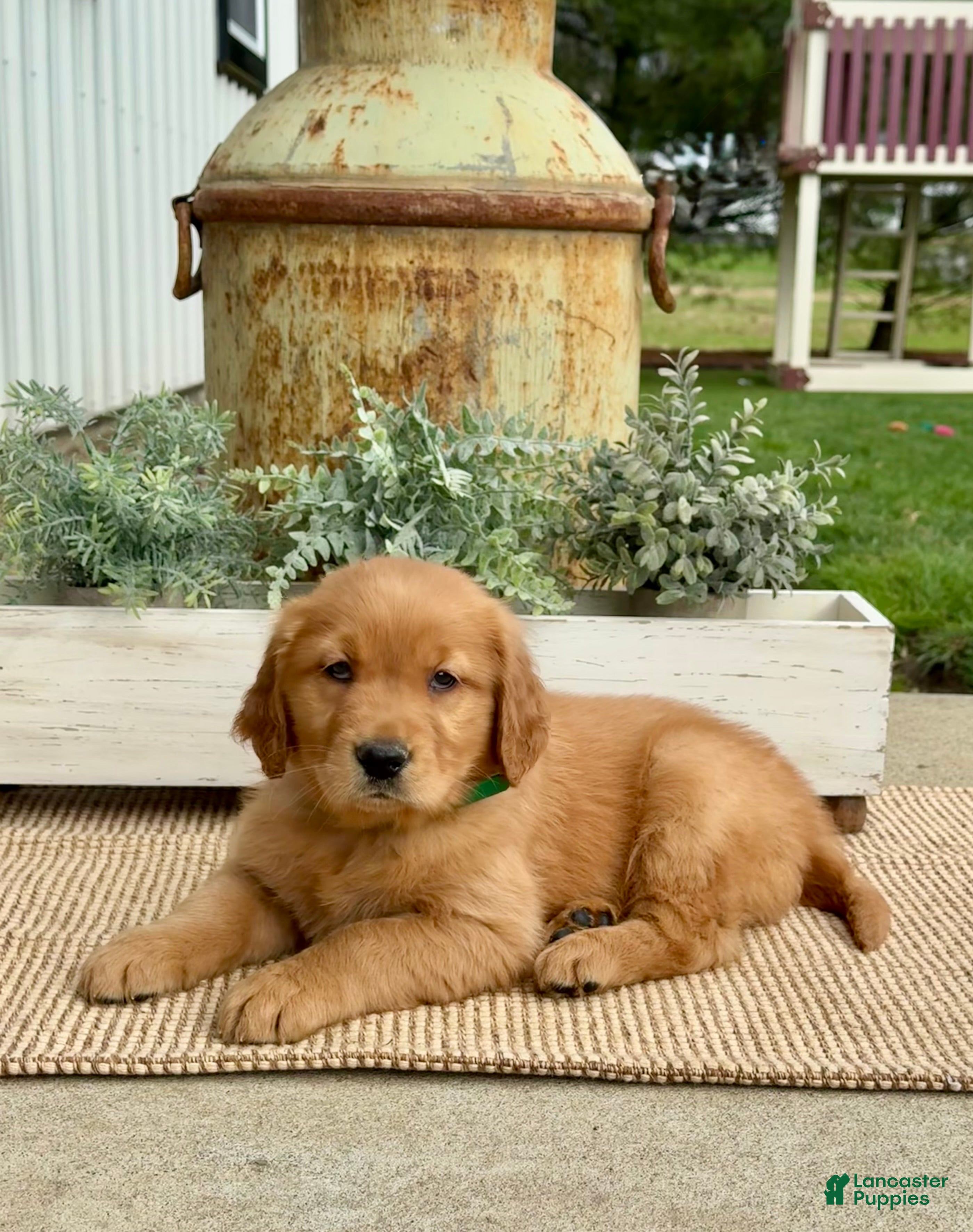 Golden Retriever dogs Gigi - Ad 2