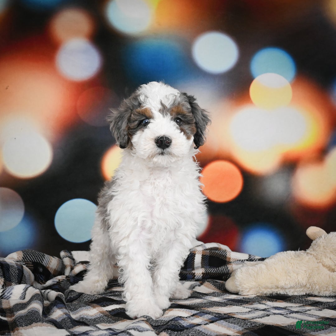 Bernedoodle dogs for sale: Maverick - Ad 2