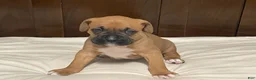 Boxer dogs for sale: Big Boy - Ad 16