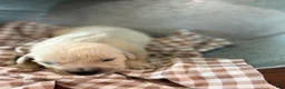 Golden Retriever dogs for sale: Golden Retriever 6 - Ad 2