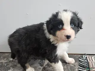 Australian Shepherd dogs Cooper - Ad 41