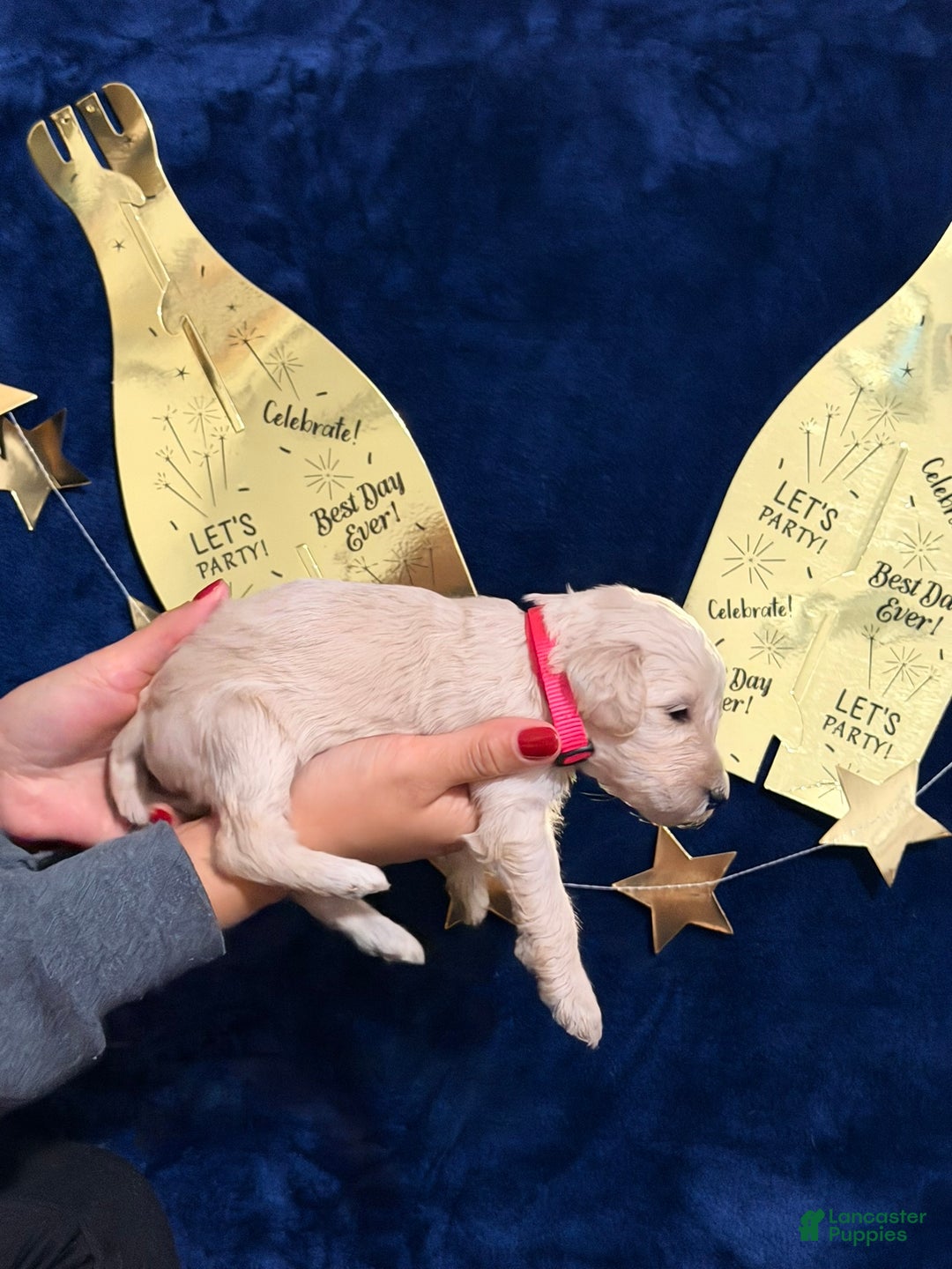 Goldendoodle dogs for sale: Goldendoodle Puppy 8 - Ad 2