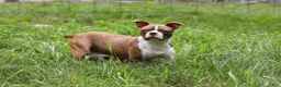 Boston Terrier dogs for sale: Kian - Ad 6