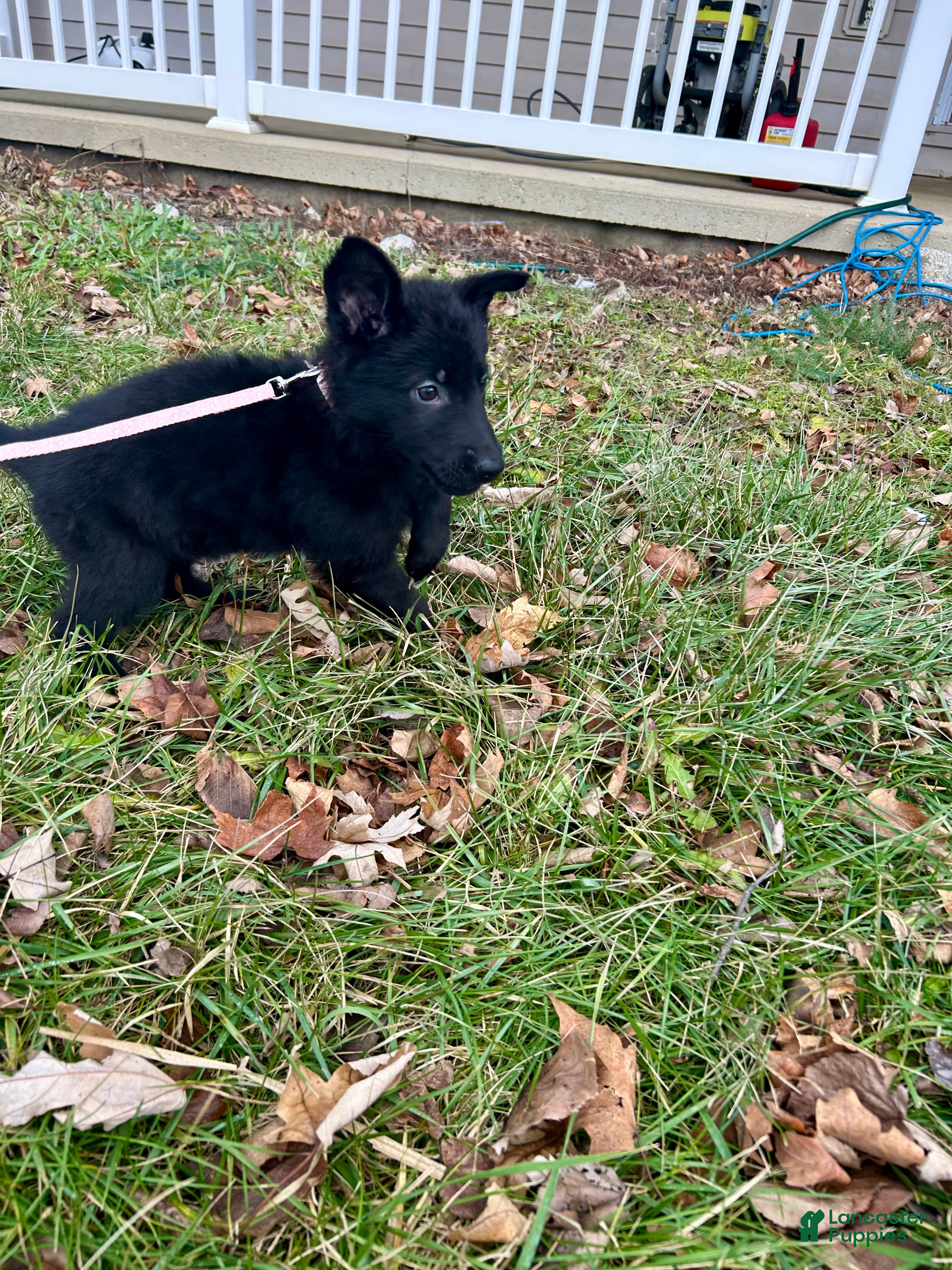 German Shepherd dogs for sale: German Shepherd Light Pink - Ad 2