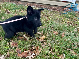 German Shepherd dogs for sale: German Shepherd Light Pink - Ad 2