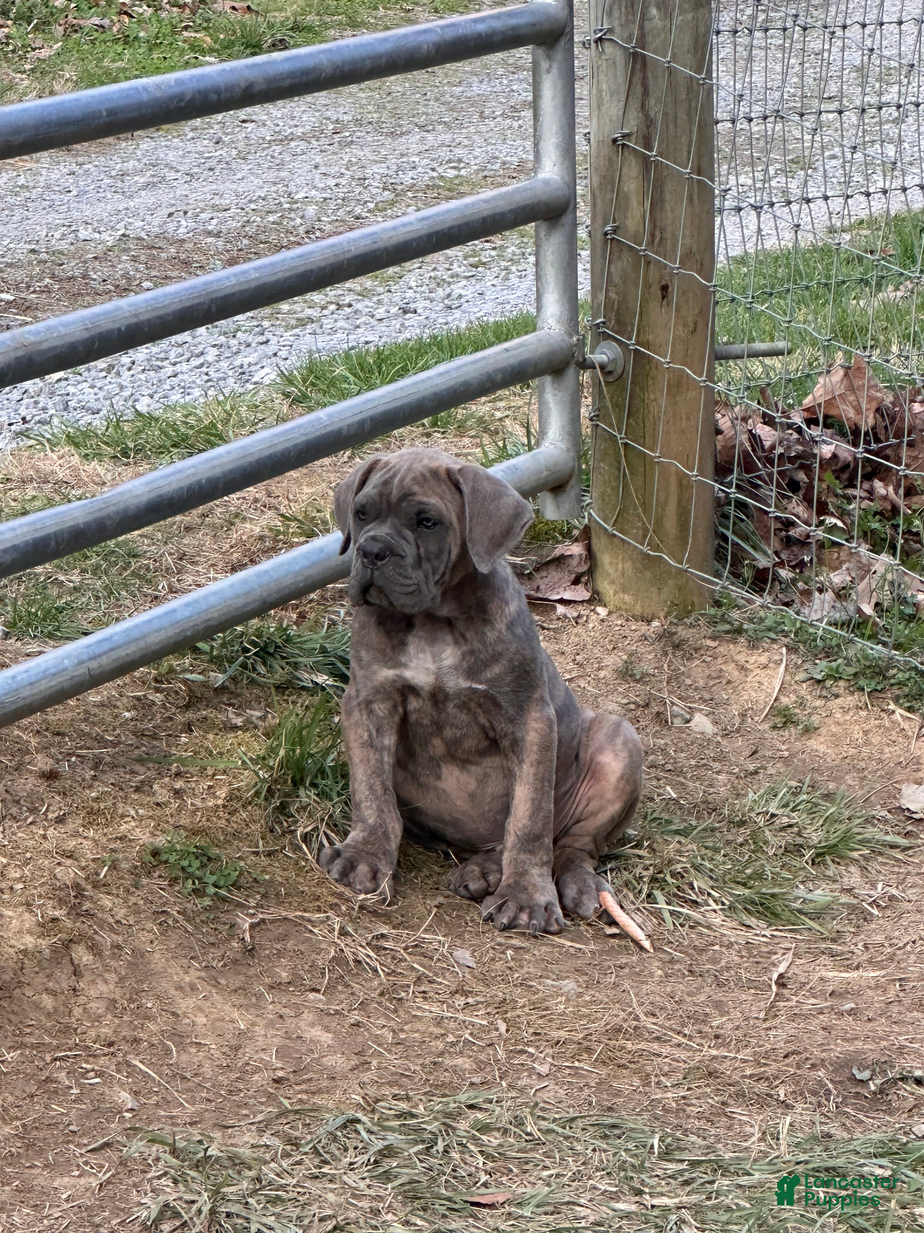 Cane Corso dogs Cane Corso Puppy 1 - Ad 38