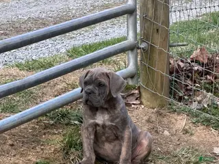 Cane Corso dogs Cane Corso Puppy 1 - Ad 38