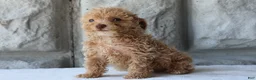 Bichpoo dogs for sale: Bingo - Ad 4