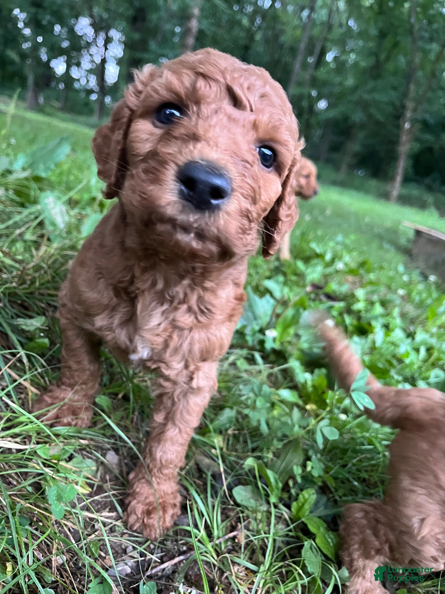 Goldendoodle dogs Mocha - Ad 1