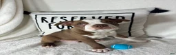 Boston Terrier dogs for sale: Ben - Ad 3