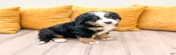 Bernese Mountain Dog dogs for sale: Bandit - Ad 3