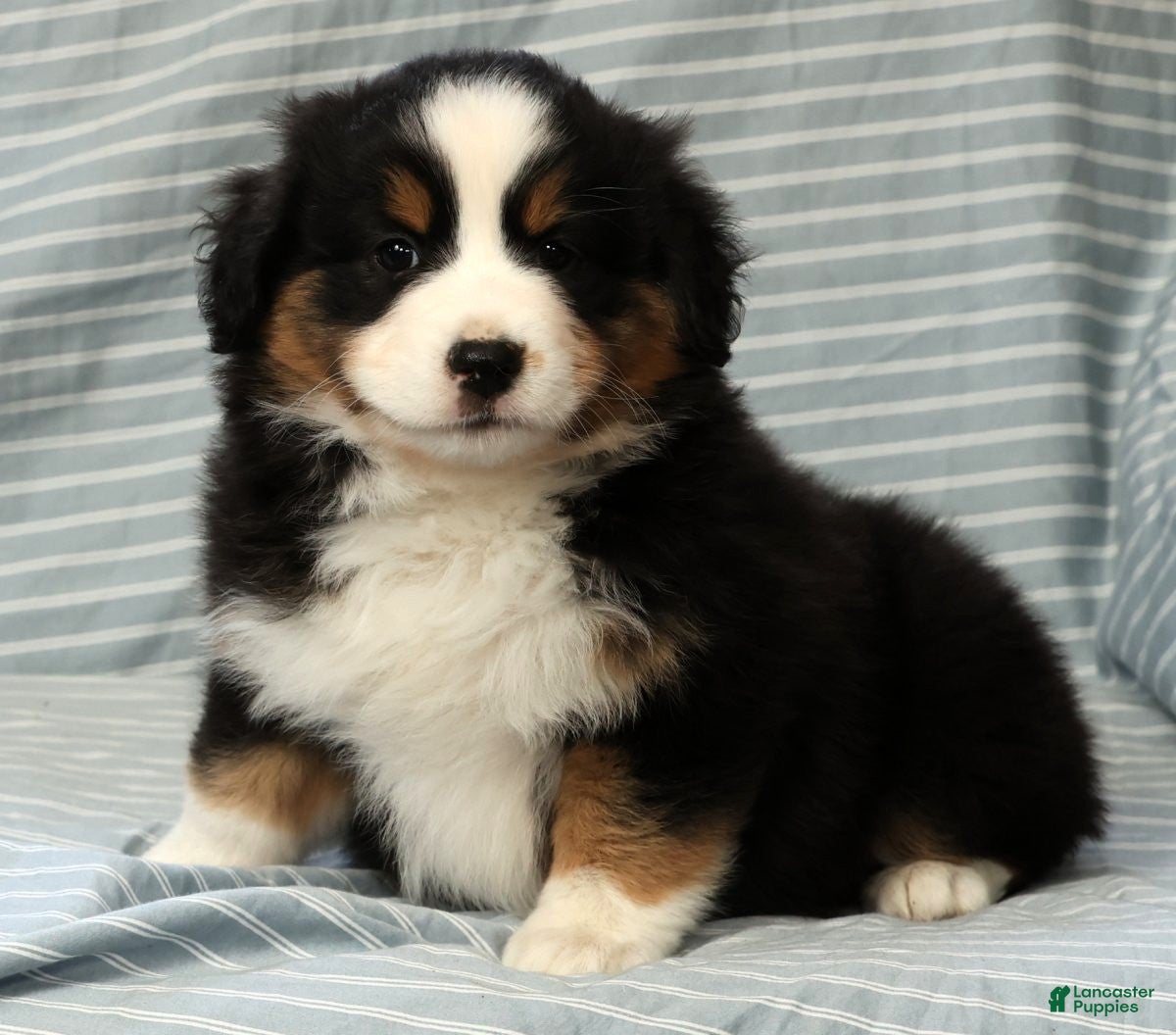 Australian Shepherd dogs for sale: June - Ad 8