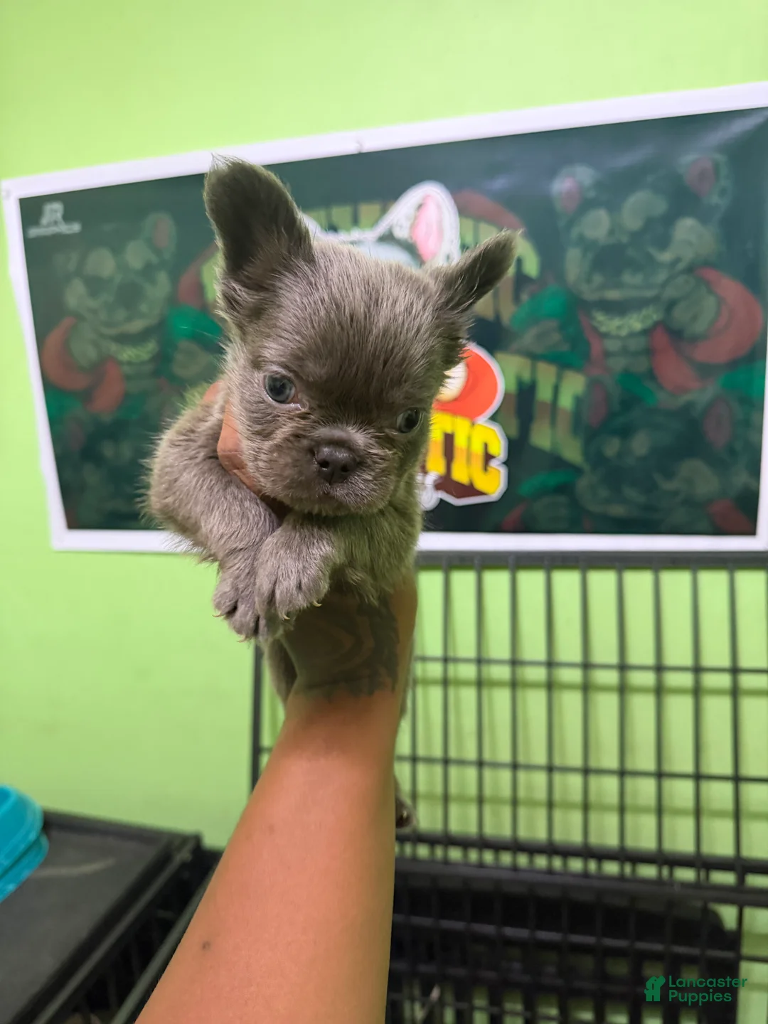 French Bulldog dogs for sale: French Bulldog 1 Mr.grey - Ad 2
