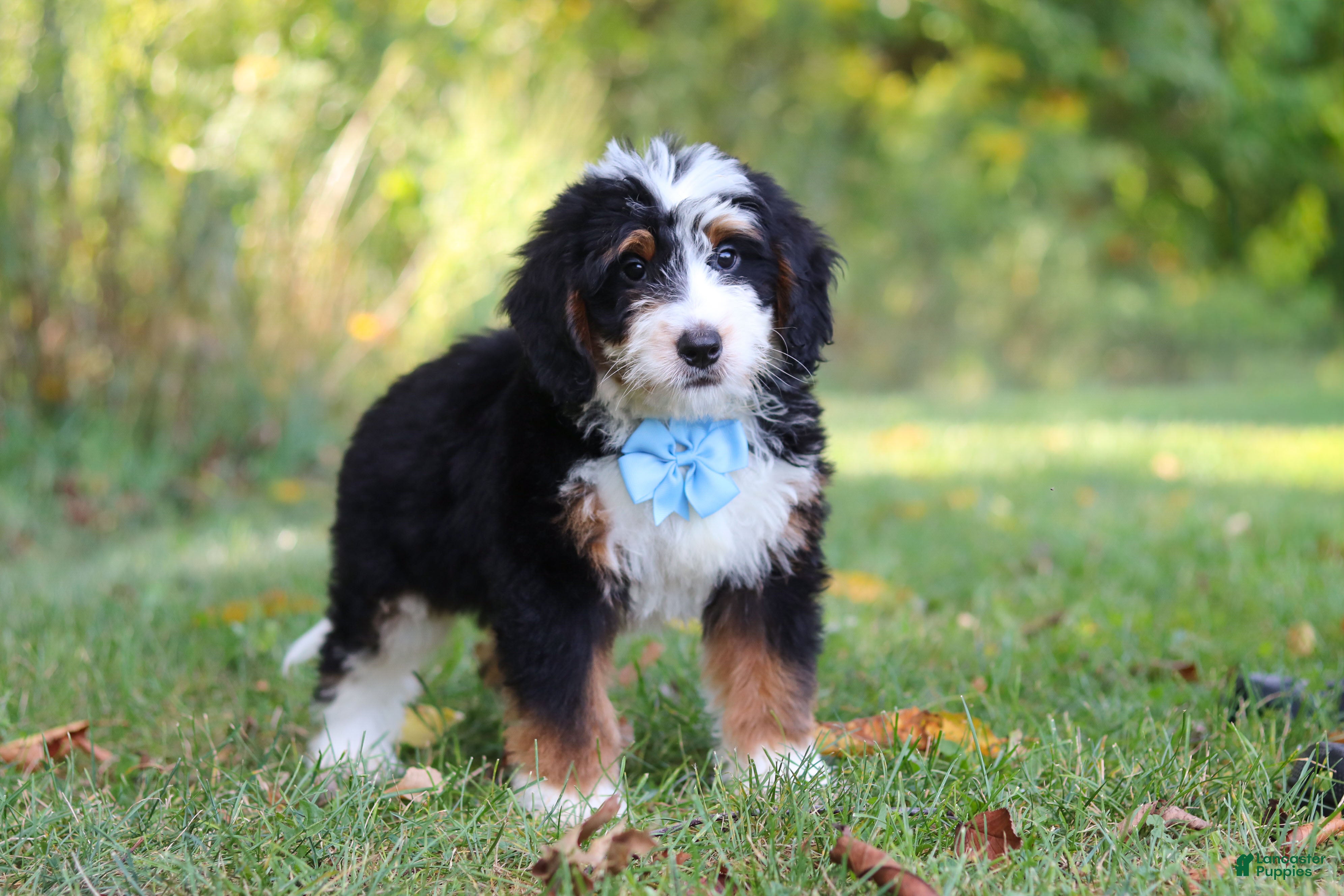 Mini Bernedoodle dogs Max - Ad 1