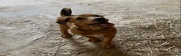 Mixed Breed dogs for sale: Millie - Ad 3