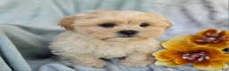 Shihpoo dogs for sale: Marshmallow - Ad 25