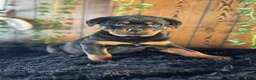 Rottweiler dogs for sale: Baby - Ad 4