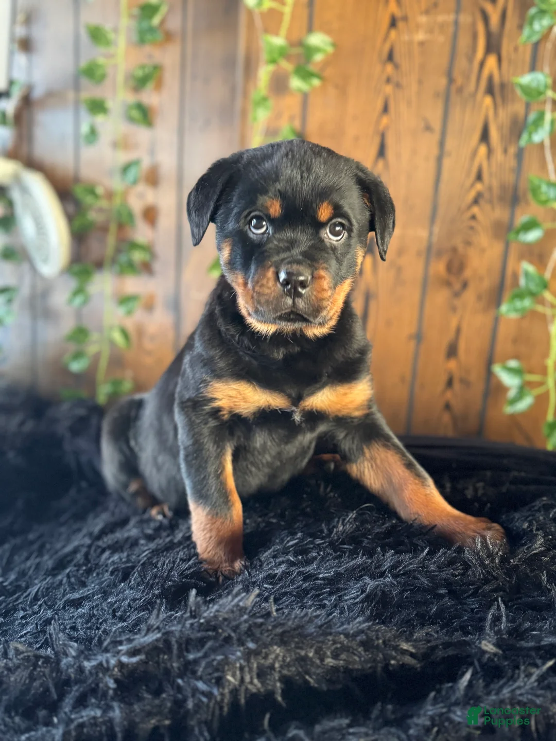 Rottweiler dogs for sale: Baby - Ad 4