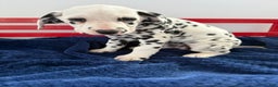 Dalmatian dogs for sale: Tara - Ad 10