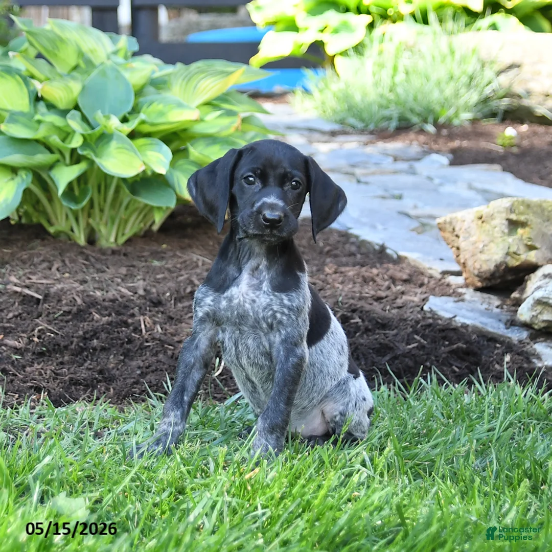 German Shorthaired Pointer dogs for sale: Pansy - Ad 1