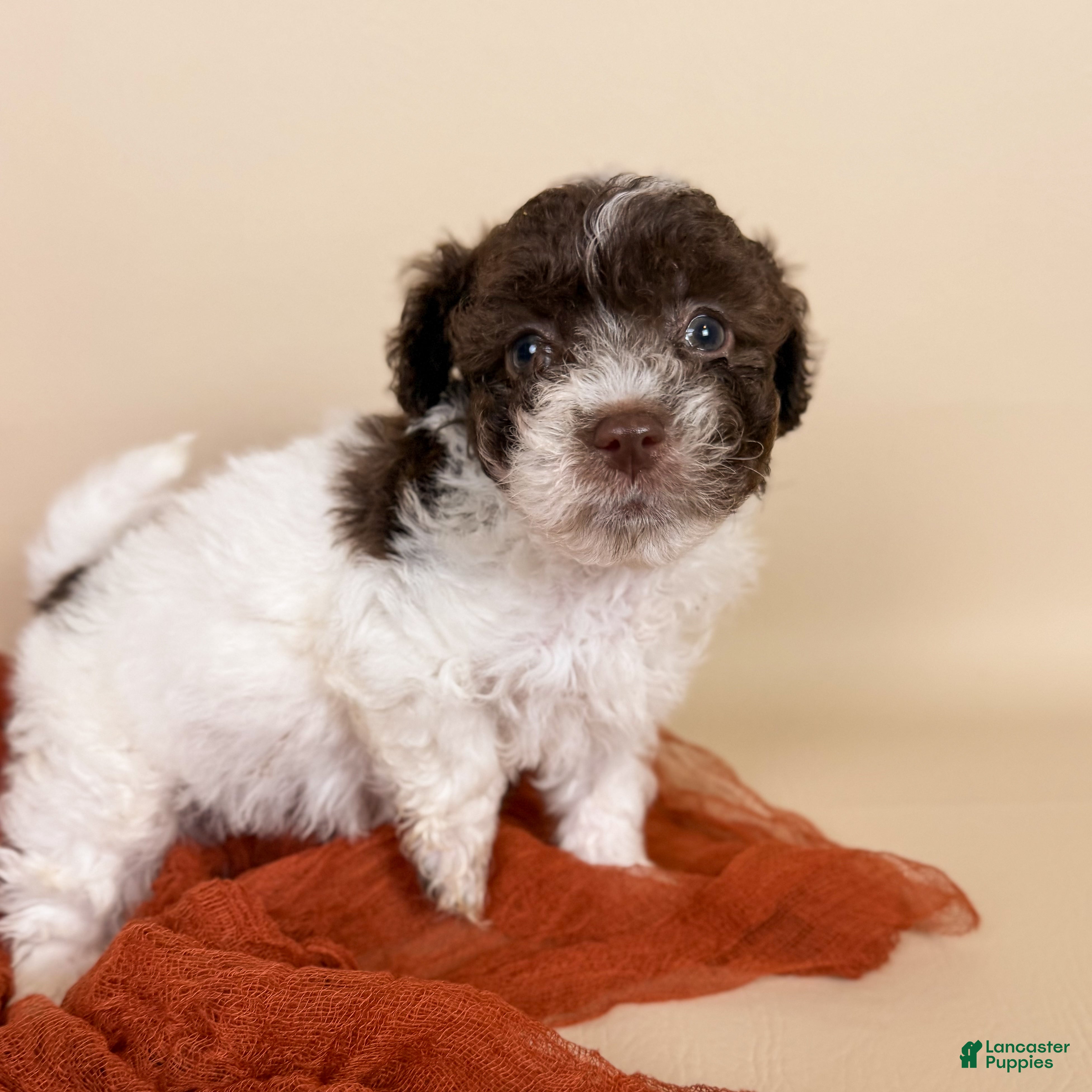 Maltipoo dogs Bennett - Ad 2