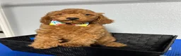Mini Goldendoodle dogs for sale: Kobe - Ad 5