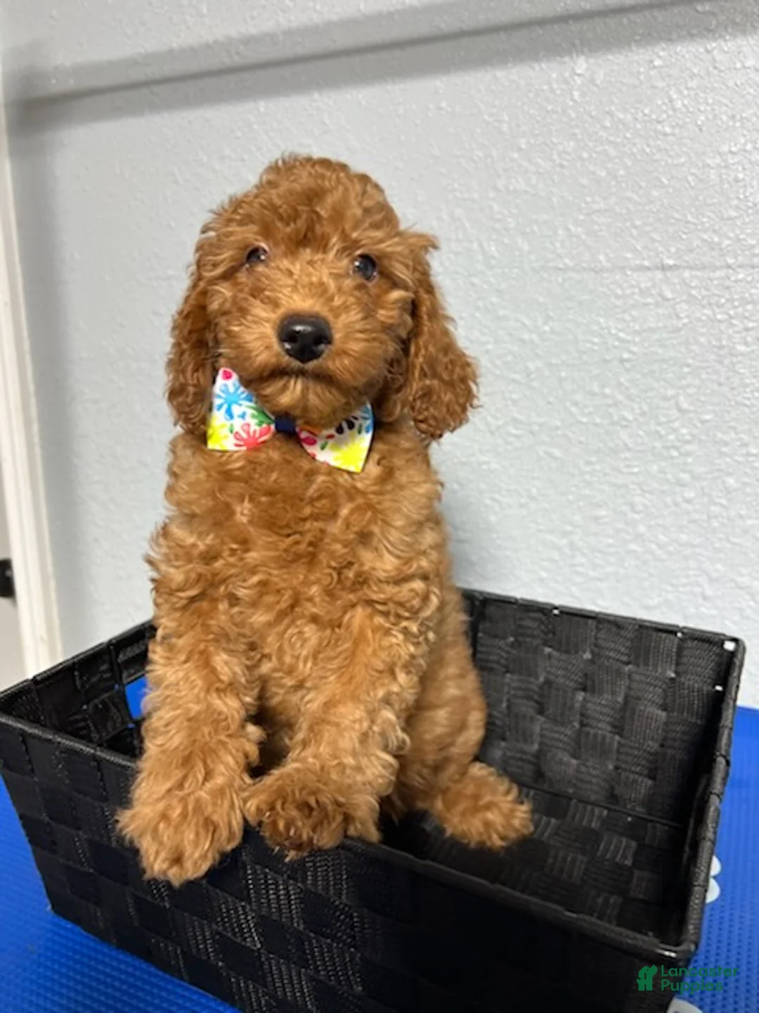 Mini Goldendoodle dogs for sale: Kobe - Ad 5