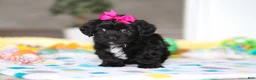 Yorkiepoo dogs for sale: Brooke - Ad 6