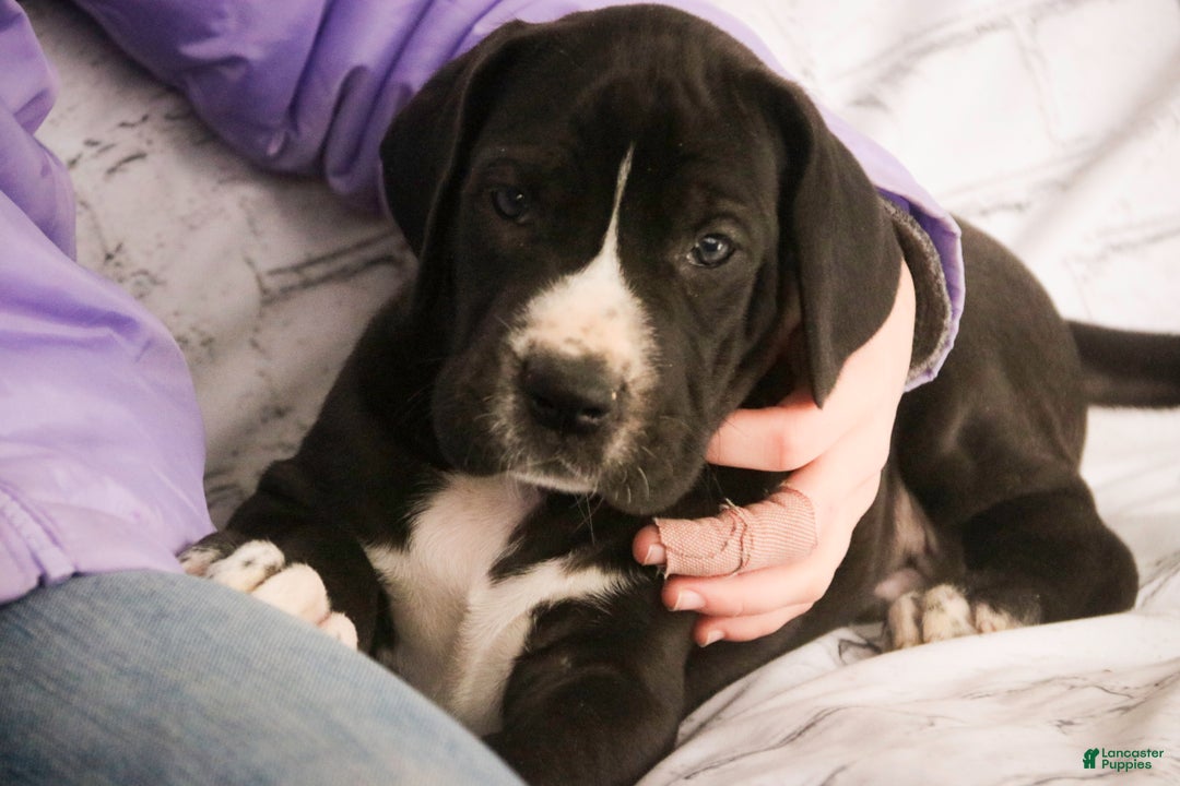 Great Dane dogs for sale: Toby - Ad 3