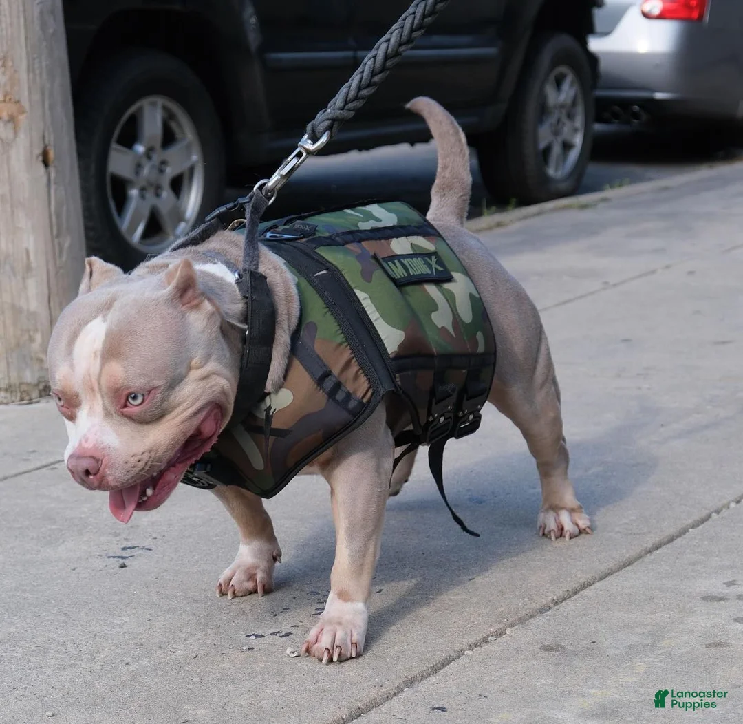 American Bully dogs for sale: Juno - Ad 13