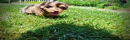 Havapoo dogs for sale: Ironman - Ad 8