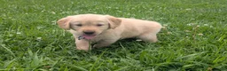 Golden Retriever dogs for sale: Daisy - Ad 3