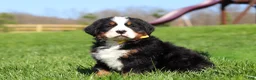 Bernese Mountain Dog dogs for sale: Jake - Ad 8