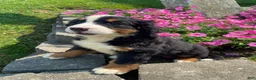 Bernese Mountain Dog dogs for sale: Daisy - Ad 4
