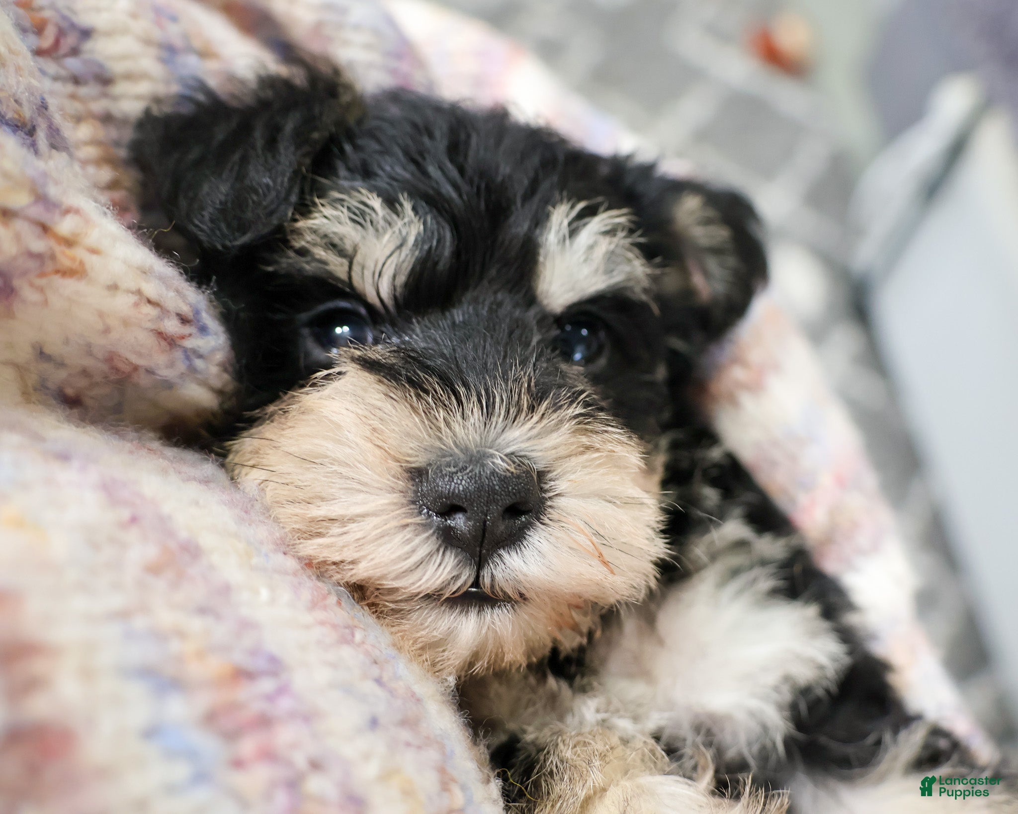 Miniature Schnauzer dogs Harriet  - Ad 32