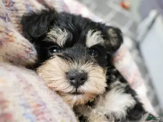 Miniature Schnauzer dogs Harriet - Ad 41