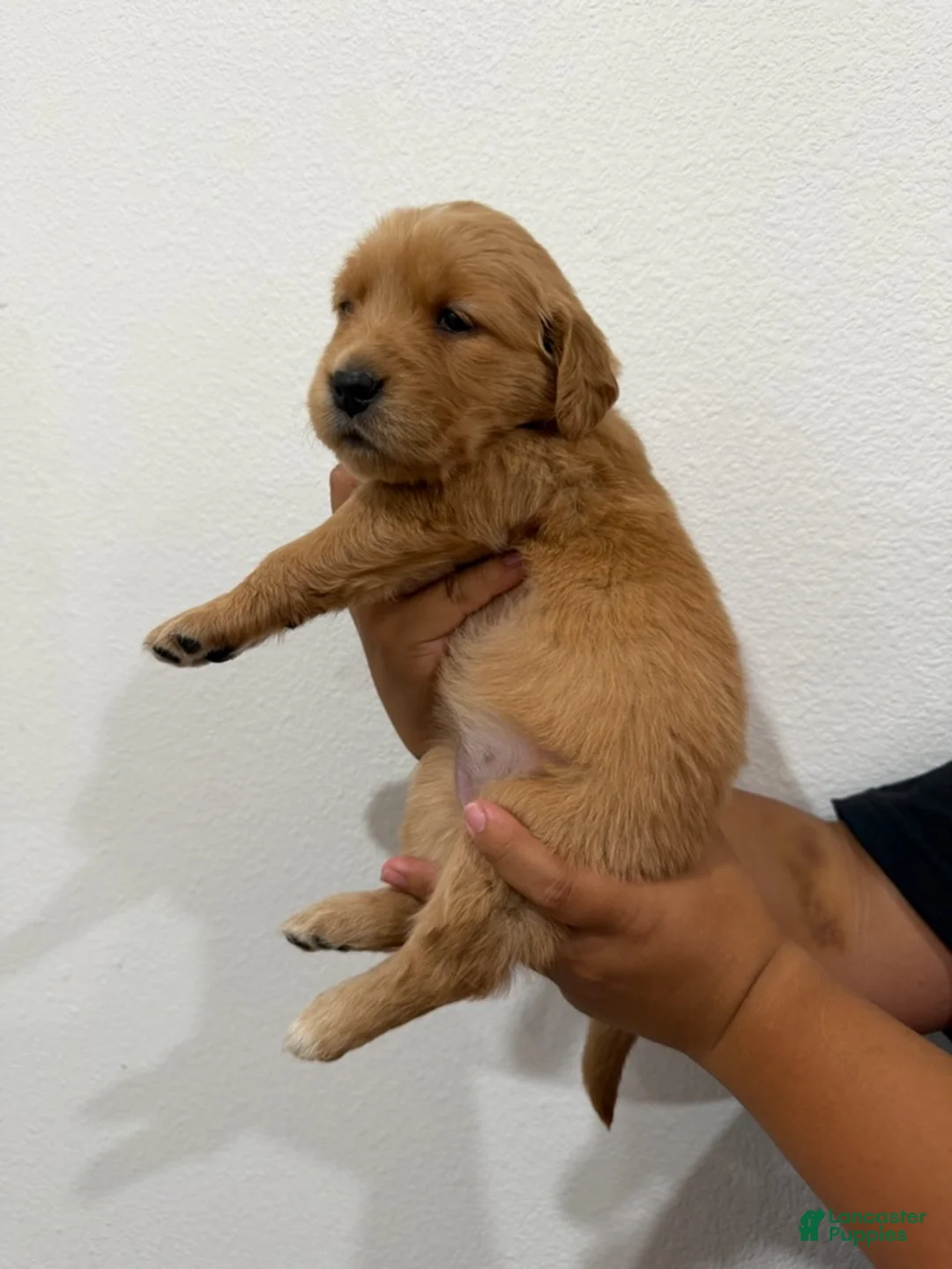 Golden Retriever dogs for sale: Black Boy - Ad 1