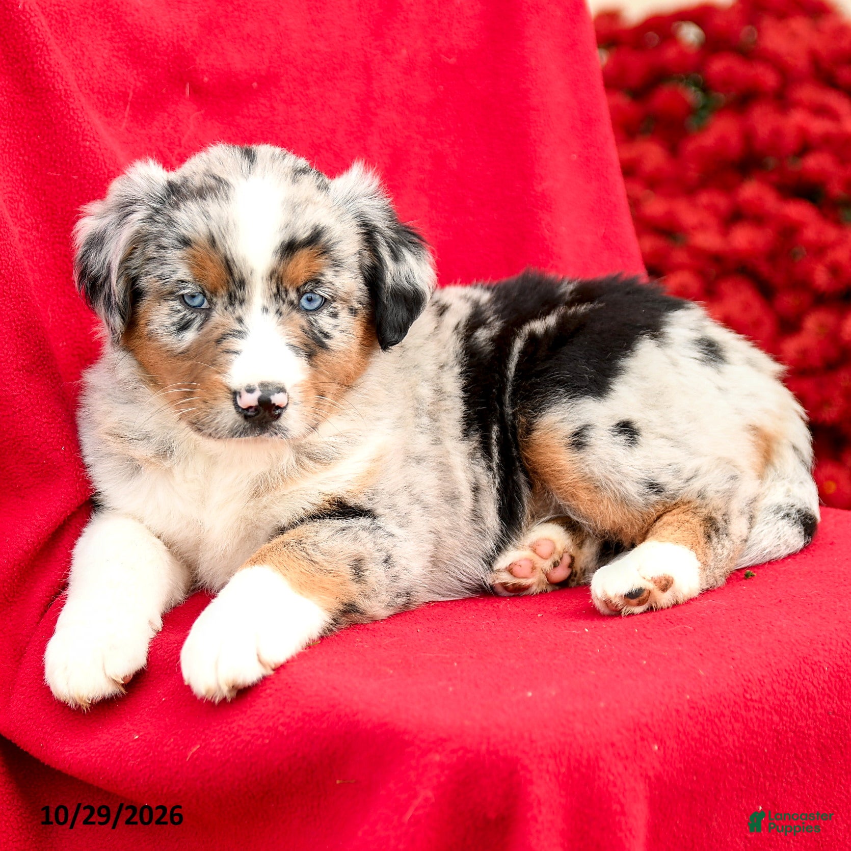 Australian Shepherd dogs for sale: Misty - Ad 2